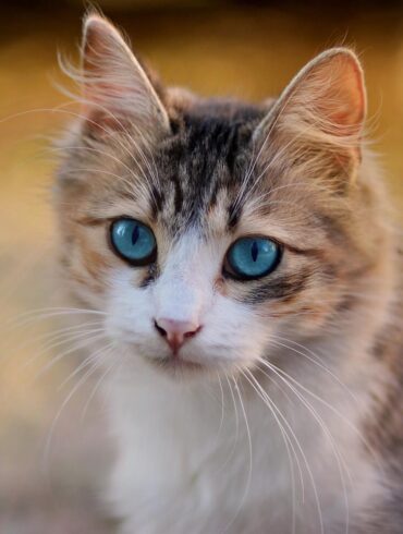En tant que propriétaires d'animaux de compagnie, nous nous inquiétons souvent pour nos compagnons à quatre pattes lorsque nous sommes loin de chez nous. Que vous soyez au travail, en train de faire des courses ou en voyage, il est difficile de ne pas se demander ce que fait votre chapeau, s'ils se sentent seuls ou même s'ils sont en sécurité. Entrez Furbo, une caméra pour animaux de compagnie révolutionnaire qui a redéfini la façon dont nous restons connectés avec nos animaux de compagnie. La caméra intelligente pour animaux de compagnie de Furbo est conçue pour offrir aux propriétaires d'animaux une tranquillité d'esprit en leur permettant de surveiller, d'interagir avec et même de traiter leurs animaux à distance. Cet appareil innovant devient rapidement un incontournable pour les soins modernes pour animaux de compagnie, offrant un mélange de technologie avancée, de facilité d'utilisation et d'interaction en temps réel.