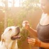 Alors que le marché mondial des soins vétérinaires continue d’évoluer, Ellevet Sciences est à l’avant-garde, pionnière dans l’utilisation du CBD (cannabidiol) pour révolutionner les traitements pour les animaux de compagnie. Basée aux États-Unis mais réalisant une percée significative sur le marché européen, notamment en France, Ellevet Sciences s'est illustrée comme un leader dans l'intégration du CBD en médecine vétérinaire. Leur engagement en faveur d’une recherche scientifique rigoureuse et du développement de produits innovants établit de nouvelles normes en matière de soins pour animaux de compagnie. Cet article explore comment Ellevet Sciences remodèle les pratiques vétérinaires avec ses solutions révolutionnaires au CBD.