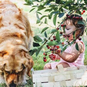 Finding the right food for a pet can feel overwhelming, especially when balancing taste, nutrition, and specific health needs. That is where tailored nutrition steps in, offering recipes crafted to support everything from sensitive stomachs to shiny coats. By using fresh, natural ingredients and avoiding fillers or nasties, this approach ensures pets not only enjoy their meals but also thrive with visible improvements in vitality, digestion, and overall wellbeing. With the added reassurance of vet approval and a money-back guarantee, it is a solution designed to put pets’ health and happiness first.