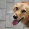 La guida definitiva alle forniture per animali domestici: scopri le migliori scelte di RobinsonPetShop.it per i tuoi amici pelosi