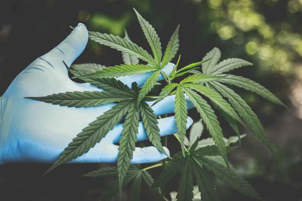 Golden CBD