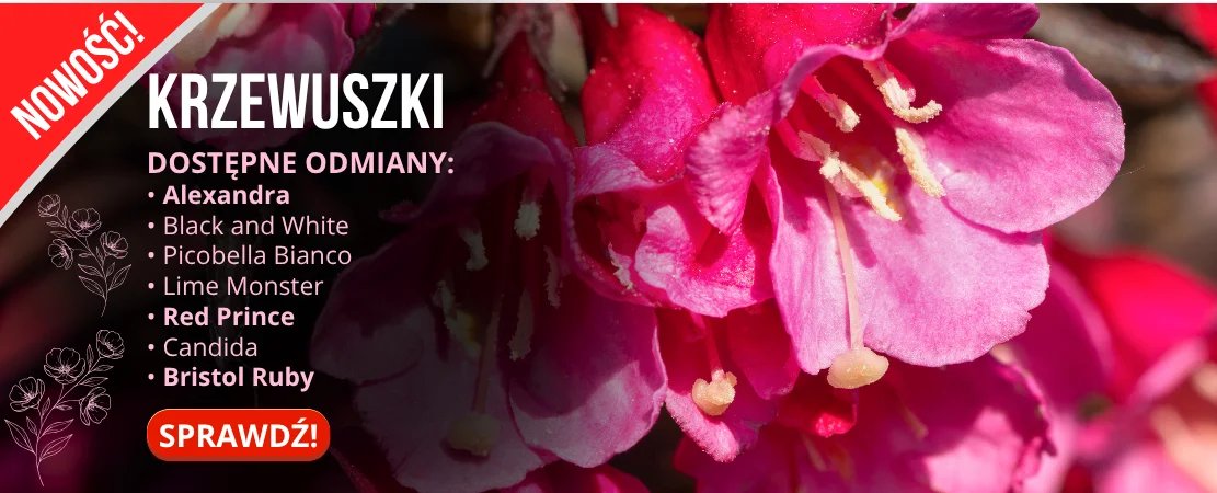 Różowe kwiaty krzewuszków z listą dostępnych odmian: Alexandra, Black and White, Picobella Bianco, Lime Monster, Red Prince, Candida, Bristol Ruby