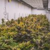 Mentre il mondo si orienta sempre di più verso soluzioni naturali e olistiche per migliorare la salute e il benessere, un ingrediente ha assunto un ruolo centrale: il cannabidiolo, o CBD. Derivato dalla pianta di canapa, il CBD è stato elogiato per i suoi molteplici potenziali benefici per la salute, dalla promozione del rilassamento e riduzione dello stress all'alleviamento del dolore cronico e al supporto della salute della pelle. In Italia, Just Mary è emersa come un marchio pioniere nel settore del benessere con CBD, offrendo prodotti premium di alta qualità che sfruttano il pieno potenziale curativo di questo potente composto. Con un focus su sostenibilità, purezza ed efficacia, Just Mary sta trasformando il modo in cui le persone si avvicinano al benessere. Il marchio sta ridefinendo l'uso del CBD non solo come una tendenza, ma come uno strumento legittimo, efficace e naturale per la guarigione. Questo articolo esplora come Just Mary stia aprendo la strada al benessere naturale, sfruttando il potere del CBD per migliorare la vita e aiutare le persone a trovare equilibrio, calma e vitalità.