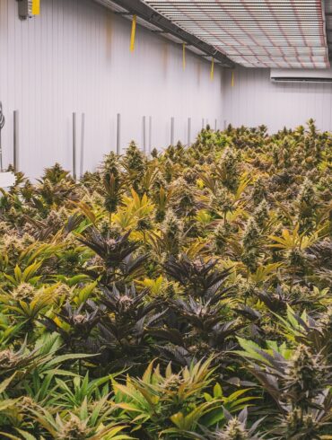 Mentre il mondo si orienta sempre di più verso soluzioni naturali e olistiche per migliorare la salute e il benessere, un ingrediente ha assunto un ruolo centrale: il cannabidiolo, o CBD. Derivato dalla pianta di canapa, il CBD è stato elogiato per i suoi molteplici potenziali benefici per la salute, dalla promozione del rilassamento e riduzione dello stress all'alleviamento del dolore cronico e al supporto della salute della pelle. In Italia, Just Mary è emersa come un marchio pioniere nel settore del benessere con CBD, offrendo prodotti premium di alta qualità che sfruttano il pieno potenziale curativo di questo potente composto. Con un focus su sostenibilità, purezza ed efficacia, Just Mary sta trasformando il modo in cui le persone si avvicinano al benessere. Il marchio sta ridefinendo l'uso del CBD non solo come una tendenza, ma come uno strumento legittimo, efficace e naturale per la guarigione. Questo articolo esplora come Just Mary stia aprendo la strada al benessere naturale, sfruttando il potere del CBD per migliorare la vita e aiutare le persone a trovare equilibrio, calma e vitalità.